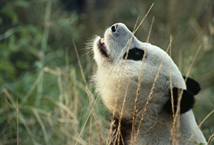 Images Dated 24th September 2007: Giant Panda Sichuan, China