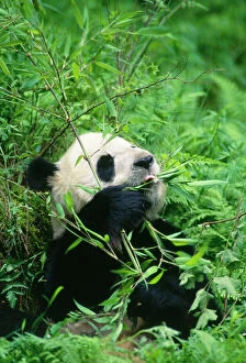 GIANT PANDA - Sitting, eating bamboo