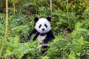 Giant Panda sitting amongst ferns in the forest