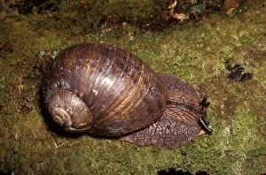Giant panda snail - large species up to 70 mm across found in damp forests