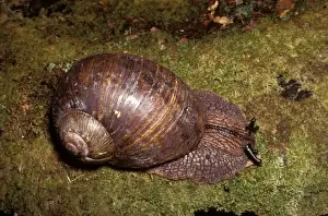 Mollusc Prints: Giant panda snail - large species up to 70 mm across found in damp forests