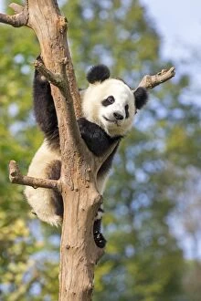 Images Dated 10th October 2015: Giant Panda in tree controlled conditions