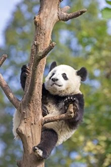 Images Dated 10th October 2015: Giant Panda in tree controlled conditions