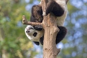 Chengdu Gallery: Giant Panda in tree controlled conditions