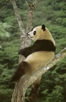 Giant Panda - In tree - Wolong Reserve - Sichuan - China JPF36918