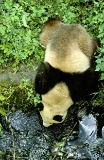 Giant Panda - View from above - Wolong Reserve - Sichuan - China JPF36800