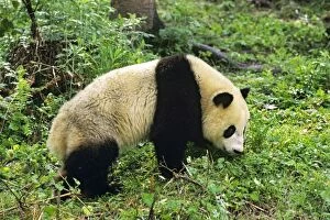 Giant Panda - walking in bamboo forest