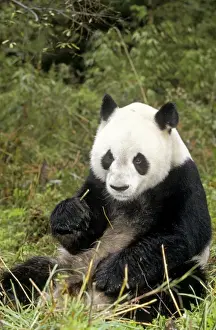 Giant Panda WAT 896 Eating whilst sitting down Ailuropoda melanoleuca © M. Watson / ARDEA LONDON