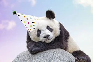 Birthdays Gallery: Giant Panda, wearing Birthday party hat