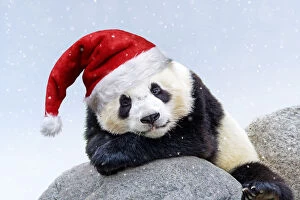 Giant Panda, wearing Christmas hat in falling snow