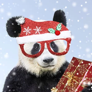 Falling Gallery: Giant Panda, wearing Christmas hat holding present