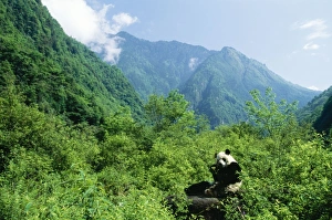 Images Dated 18th October 2004: Giant Panda Wolong Reserve, Sichuan, China