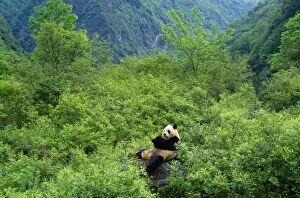 Images Dated 3rd March 2008: Giant Panda Wolong Reserve Sichuan, China