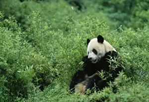 Giant Panda Wolong reserve, Sichuan, China
