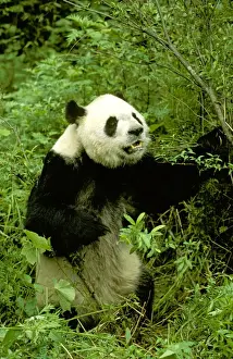 Giant Panda - Wolong Reserve - Sichuan - China JPF36740
