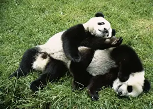 Giant Panda - x 2 playing