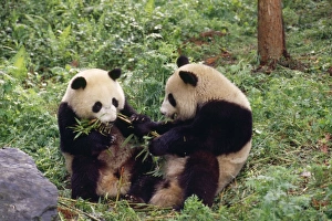 Images Dated 24th September 2007: Giant Panda - x2 young Wolong Nature Reserve, China
