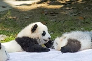 Chengdu Gallery: Giant Panda young lying on blanket controlled conditions