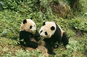 Images Dated 6th October 2009: Giant PANDAS - two young, feeding