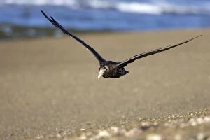 Giant Petrel - in flight