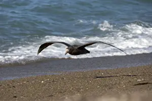 Giant Petrel - in flight Valdes Peninsula, Patagonia, Argentina. South Atlantic Ocean