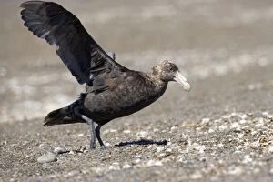 Images Dated 25th March 2005: Giant Petrel - Landing on a beach at Peninsula Valdes, Patagonia, Argentina. South Atlantic Ocean