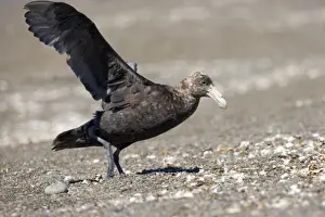 Giant Petrel - Landing on a beach at Peninsula Valdes, Patagonia, Argentina. South Atlantic Ocean