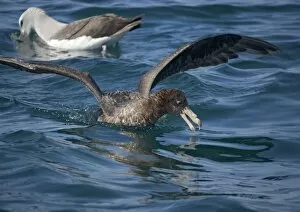 Images Dated 18th January 2005: Giant petrel or nelly, northern form, off South Island, New Zealand. Aggressive scavenger