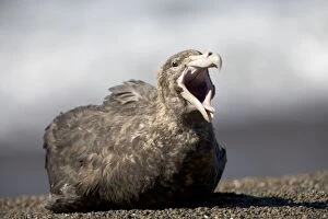 Giant Petrel - Resting, (yawning) on a beach at Valdes Peninsula
