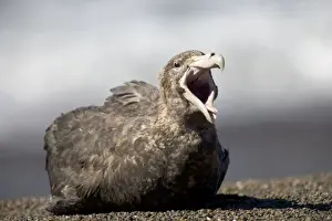 Petrels Prints: Giant Petrel - Resting, (yawning) on a beach at Valdes Peninsula