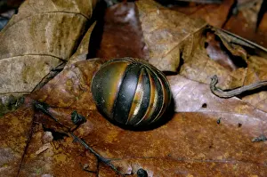 Curled Up Prints: Giant Pill Millipede rolls in a ball in danger;typical on lowland rainforest floor in Kinabatangan river floodplain;