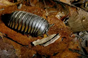 Giant Pill Millipede, typical on lowland rainforest floor in Kinabatangan river floodplain; Sabah, Borneo, Malaysia; June. Ma39. 3155