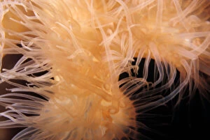 Anthozoa Gallery: Giant plumose anemone, Metridium farcimen