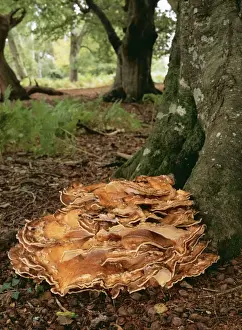 Giant Polypore Fungi ROG 10275 At base of Beech, New Forest. Not edible Meripilus Giganteus © Bob Gibbons / ARDEA LONDON