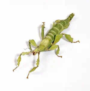Giant Prickly Stick Insect