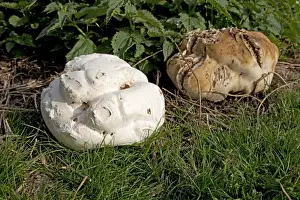 Giant Puff Ball - in field surrounded by nettles - Mickleton - Cotswolds - UK