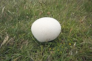 Images Dated 19th June 2009: Giant Puff Ball - growing on pasture land, Island of Texel, Holland