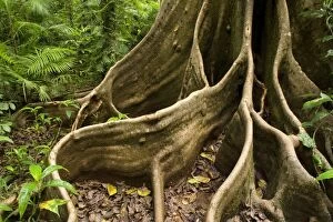 Trees Collection: giant rainforest tree - amazing buttress roots of a giant tree in lush tropical rainforest