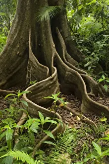 giant rainforest tree - amazing buttress roots of a giant tree in lush tropical rainforest - Wooroonooran National Park, Wet Tropics World Heritage Area, Queensland, Australia