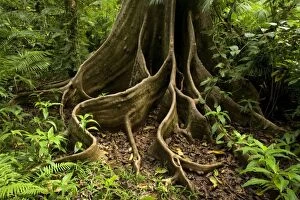 Images Dated 1st September 2008: Giant rainforest tree - buttress roots in tropical rainforest