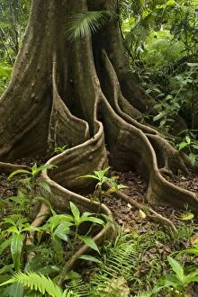 Buttress Roots Gallery: Giant rainforest tree - buttress roots in tropical rainforest