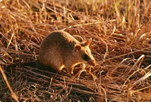 Giant Rat ASW 264 Africa. Crycetomys gambianus © A. Weaving / ARDEA LONDON