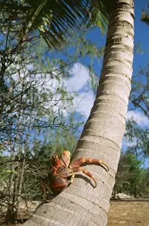 Palms Prints: Giant Robber / Coconut Crab WAT 5916 On coconut palm tree