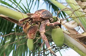 Palms Prints: Giant Robber Crab WAT 5925 With Coconut Birgus latro © M. Watson / ARDEA LONDON