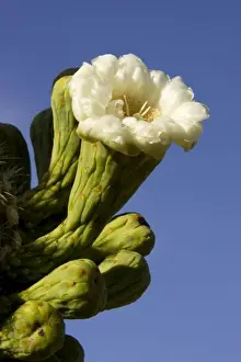Buds Prints: Giant Saguaro - Buds and flower