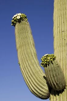 Images Dated 27th April 2005: Giant Saguaro - With buds and flowers