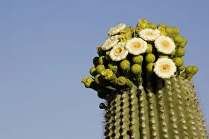 Cacti Prints: Giant Saguaro - With buds and flowers