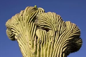Images Dated 28th April 2005: Giant Saguaro - The 'Crested Saguaro' is a rarity Giant Saguaro - The 'Crested Saguaro' is a rarity