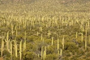 Images Dated 18th March 2005: Giant Saguaro - Masses of Saguaro in the low-lying