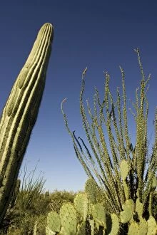 Images Dated 21st March 2005: Giant Saguaro, Ocotillo (Fouquieria splendens)
